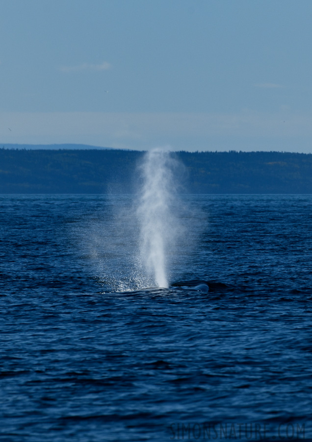Balaenoptera physalus [400 mm, 1/1250 sec at f / 11, ISO 400]